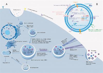 Current perspectives on clinical use of exosomes as novel biomarkers for cancer diagnosis